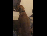 Dog hate F1 back turned away from TV