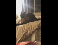 Hyper black cat in bed robot voice 