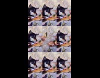 Two brown and black shiba dogs dance 