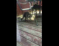 Raccoon crawls onto house deck 