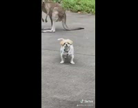 Collab VIBES - Group of kangaroos slowly walk up driveway