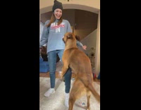 Dog humps womans leg 