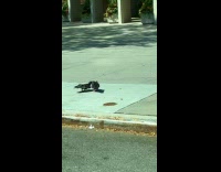 Submitter shows pigeon mating on the street
