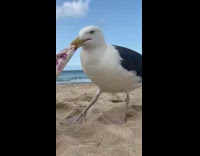 Seagull caught stealing clothes while filming video