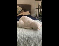 White cat sleep face on the bed