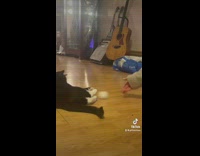Black and white cat on wood floor kicking egg back
