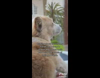 Friends take care of lost dog who belongs to celebrity 