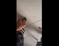 Collab ClipsIG - Person has goat feet 