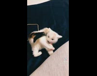 Disney eyes filter on white kitten 