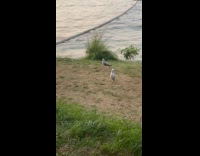 Seagull dropped ball then woman catches it