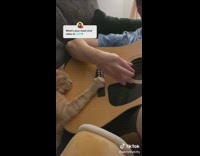 Cat falls asleep with paw on guitar as guy plays it 