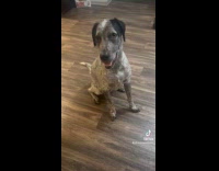 Dog farts before breakfast