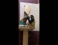 Two monkeys wearing dresses hug white column 