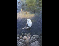 Swan drinks water into the lake with others