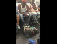 Pink pig plays with small black pig inside crate on subway train