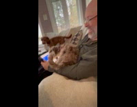 Puppy swipes on the iPad screen