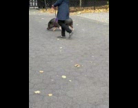 Lady walks grey pig with pink leash 