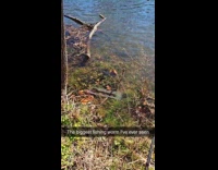 Collab ClipsIG - Man sees floating container of dildo in river 