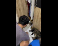 Man scolds two cat on the floor