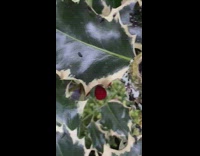 Two baby hummingbird on nest holly tree