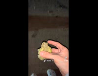 Guy finds green frog picks it up