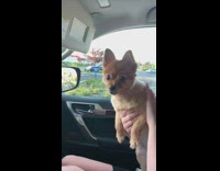 Brown dog whines dutch bros whipped cream 