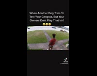 Woman tells dog to stop attacking her dog 