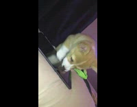 brown dog rubs paw against ipad on bed 