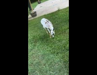 Roe deer lick back of its body at the grass