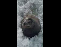 Sea lion swimming very close behind a boat following them
