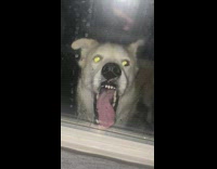 White dog bites glass window