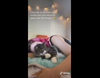 Pink hair girl cuddles cat sleep