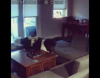 Dog makes Christmas tree fall down 