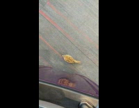 Bird look at reflection on luggage airport