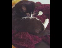 Black and white kitten rolls off chair 