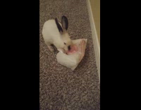 White bunny chews plastic bag and tries to hop away with it 