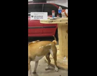 Guy puts donut on tail of pitbull and pitbull spins trying to eat it