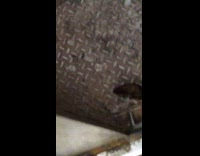 Passenger opens side subway car door and find poop on the floor