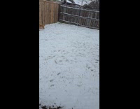 Puppies first time to play on snow