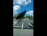 Large fly on the window of car
