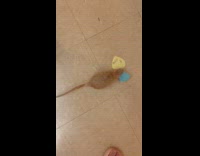 Rat collects paper and places inside cage