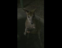 Kangaroo eats a cooked fish given by the filmer