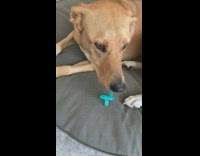 two dogs caught with blue baby pacifier