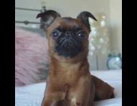 Brown and Black Frowning Dog Stares At Camera on Bed