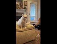 Collab Clips MPUGC - Cat annoyed with dogs playing