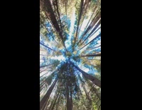 Travel Compilation at Forest, Park, and Mountains