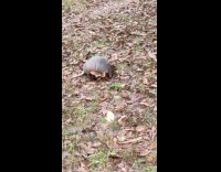 Armadillo collect dried leaves to build nest part 1