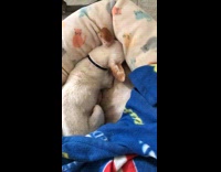 Chihuahua dog bark while asleep bed blanket