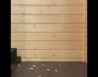 Grey cat explodes into corks magic 