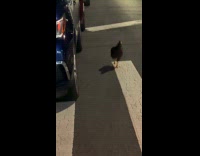 Man sees chicken on crosswalk
